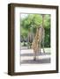 Young Giraffe in Etosha, Namibia-Micha Klootwijk-Framed Photographic Print