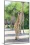 Young Giraffe in Etosha, Namibia-Micha Klootwijk-Mounted Photographic Print