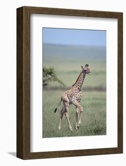 Young Giraffe Running in the Grass-DLILLC-Framed Photographic Print