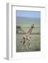 Young Giraffe Running in the Grass-DLILLC-Framed Photographic Print