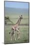 Young Giraffe Running in the Grass-DLILLC-Mounted Photographic Print