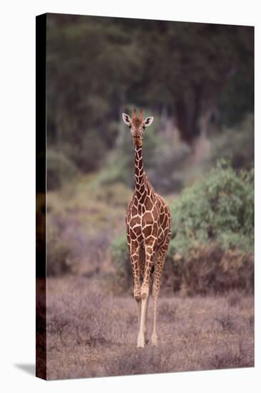 Young Giraffe-DLILLC-Stretched Canvas