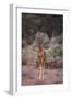 Young Giraffe-DLILLC-Framed Photographic Print