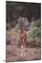 Young Giraffe-DLILLC-Mounted Photographic Print