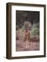 Young Giraffe-DLILLC-Framed Photographic Print