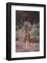 Young Giraffe-DLILLC-Framed Photographic Print