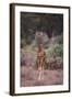 Young Giraffe-DLILLC-Framed Photographic Print