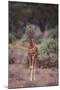 Young Giraffe-DLILLC-Mounted Photographic Print