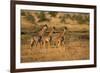 Young giraffes (Giraffa camelopardalis), Serengeti National Park, Tanzania, East Africa, Africa-null-Framed Photographic Print