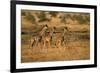 Young giraffes (Giraffa camelopardalis), Serengeti National Park, Tanzania, East Africa, Africa-null-Framed Photographic Print