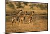 Young giraffes (Giraffa camelopardalis), Serengeti National Park, Tanzania, East Africa, Africa-null-Mounted Photographic Print