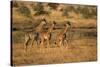 Young giraffes (Giraffa camelopardalis), Serengeti National Park, Tanzania, East Africa, Africa-null-Stretched Canvas