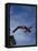 Young Girl Diving Off the 10M Platform-Paul Sutton-Framed Stretched Canvas