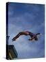 Young Girl Diving Off the 10M Platform-Paul Sutton-Stretched Canvas