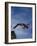 Young Girl Diving Off the 10M Platform-Paul Sutton-Framed Photographic Print