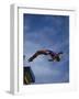 Young Girl Diving Off the 10M Platform-Paul Sutton-Framed Photographic Print