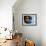 Young Girl in Characteristic Saharan Blue Headscarf Looking into Distance, Sahara, Southern Morocco-Mark Hannaford-Framed Photographic Print displayed on a wall