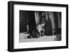 Young Girl Listens to the Radio While Reading Paper, Ca. 1930-null-Framed Photographic Print