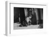 Young Girl Listens to the Radio While Reading Paper, Ca. 1930-null-Framed Photographic Print