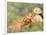 Young Girls on the River Bank-Pierre-Auguste Renoir-Framed Giclee Print