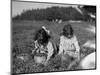 Young Girls Picking Cranberries Photograph - Eldridge Bog, MA-Lantern Press-Mounted Art Print