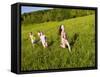 Young girls running in field, Sabins Pasture, Montpelier, Vermont, USA-Jerry & Marcy Monkman-Framed Stretched Canvas