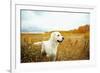 Young Golden Retriever for a Walk in Nature. Dog Breed Labrador Outdoors.-Evgeny Bakharev-Framed Photographic Print