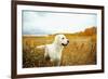 Young Golden Retriever for a Walk in Nature. Dog Breed Labrador Outdoors.-Evgeny Bakharev-Framed Photographic Print