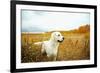 Young Golden Retriever for a Walk in Nature. Dog Breed Labrador Outdoors.-Evgeny Bakharev-Framed Photographic Print