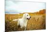 Young Golden Retriever for a Walk in Nature. Dog Breed Labrador Outdoors.-Evgeny Bakharev-Mounted Photographic Print