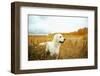 Young Golden Retriever for a Walk in Nature. Dog Breed Labrador Outdoors.-Evgeny Bakharev-Framed Photographic Print