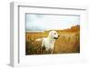 Young Golden Retriever for a Walk in Nature. Dog Breed Labrador Outdoors.-Evgeny Bakharev-Framed Photographic Print