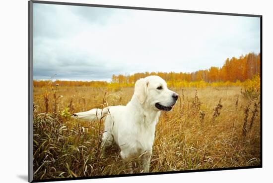 Young Golden Retriever for a Walk in Nature. Dog Breed Labrador Outdoors.-Evgeny Bakharev-Mounted Photographic Print