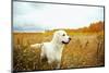 Young Golden Retriever for a Walk in Nature. Dog Breed Labrador Outdoors.-Evgeny Bakharev-Mounted Photographic Print