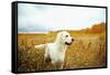 Young Golden Retriever for a Walk in Nature. Dog Breed Labrador Outdoors.-Evgeny Bakharev-Framed Stretched Canvas