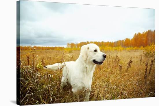 Young Golden Retriever for a Walk in Nature. Dog Breed Labrador Outdoors.-Evgeny Bakharev-Stretched Canvas