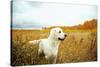 Young Golden Retriever for a Walk in Nature. Dog Breed Labrador Outdoors.-Evgeny Bakharev-Stretched Canvas