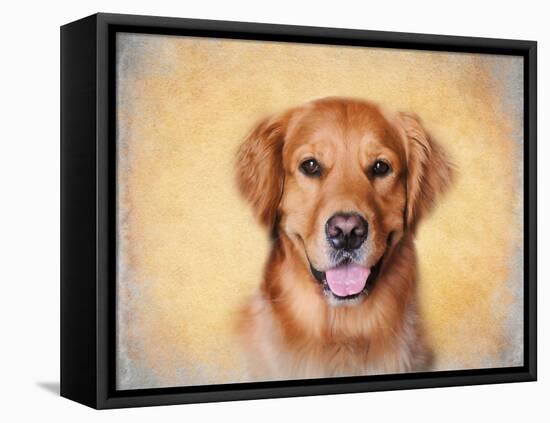 Young Golden Retriever Portrait-Jai Johnson-Framed Stretched Canvas