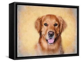 Young Golden Retriever Portrait-Jai Johnson-Framed Stretched Canvas