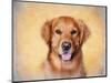 Young Golden Retriever Portrait-Jai Johnson-Mounted Giclee Print