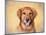 Young Golden Retriever Portrait-Jai Johnson-Mounted Giclee Print