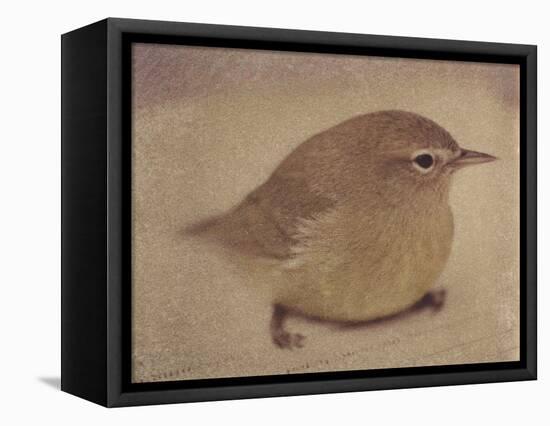 Young Goldfinch-Jennifer Kennard-Framed Stretched Canvas