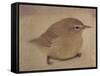 Young Goldfinch-Jennifer Kennard-Framed Stretched Canvas