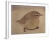 Young Goldfinch-Jennifer Kennard-Framed Photographic Print