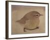 Young Goldfinch-Jennifer Kennard-Framed Photographic Print