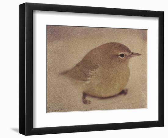 Young Goldfinch-Jennifer Kennard-Framed Photographic Print