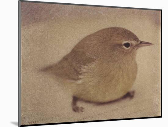 Young Goldfinch-Jennifer Kennard-Mounted Photographic Print