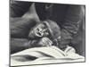 Young Gorilla 'John David' Aged 5 Years Being Held by a Keeper on a Blanket at London Zoo-Frederick William Bond-Mounted Premium Photographic Print