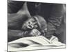 Young Gorilla 'John David' Aged 5 Years Being Held by a Keeper on a Blanket at London Zoo-Frederick William Bond-Mounted Photographic Print