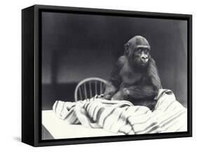 Young Gorilla 'John David'-Frederick William Bond-Framed Stretched Canvas
